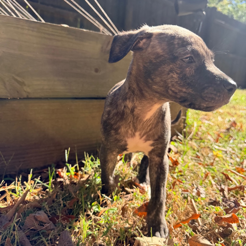 Rolo, photo 15