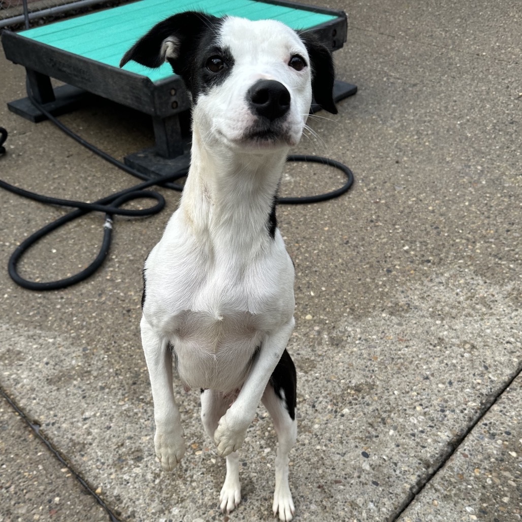 Kitty — thumbnail 3