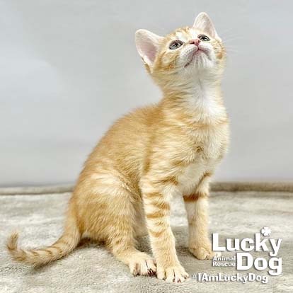 LEX - Domestic Shorthair available for adoption