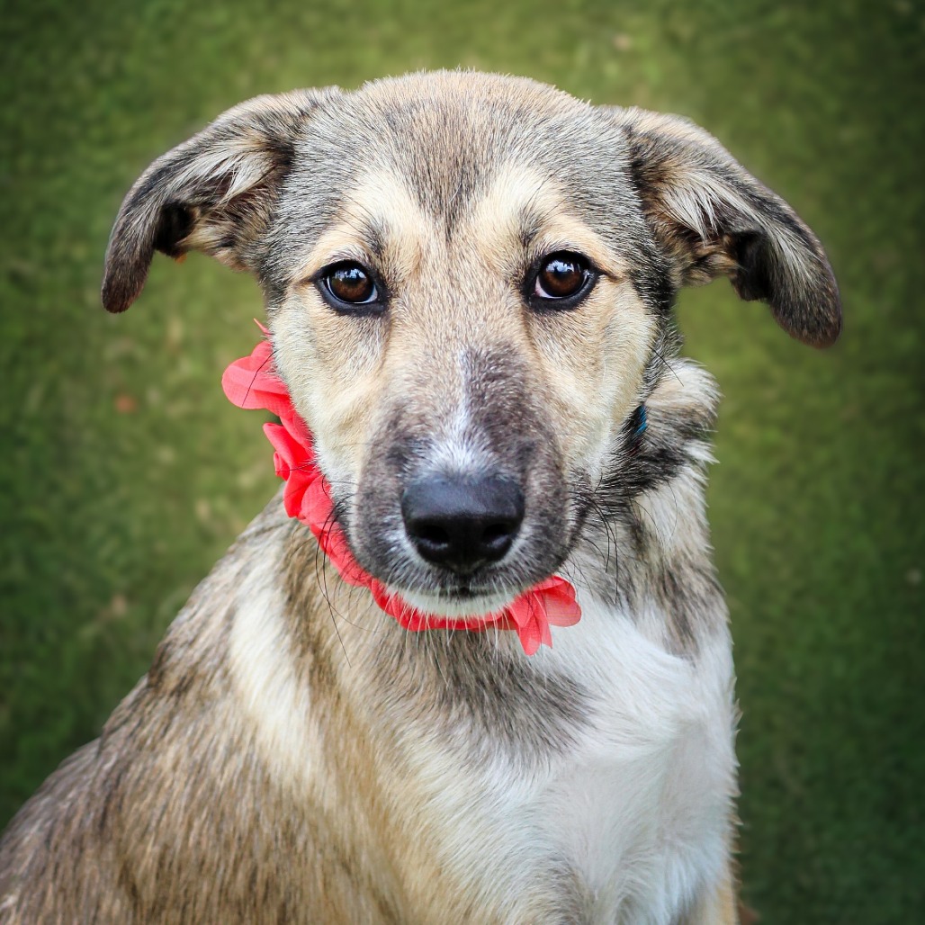 Hannah , an adoptable dog at SPCA-BC