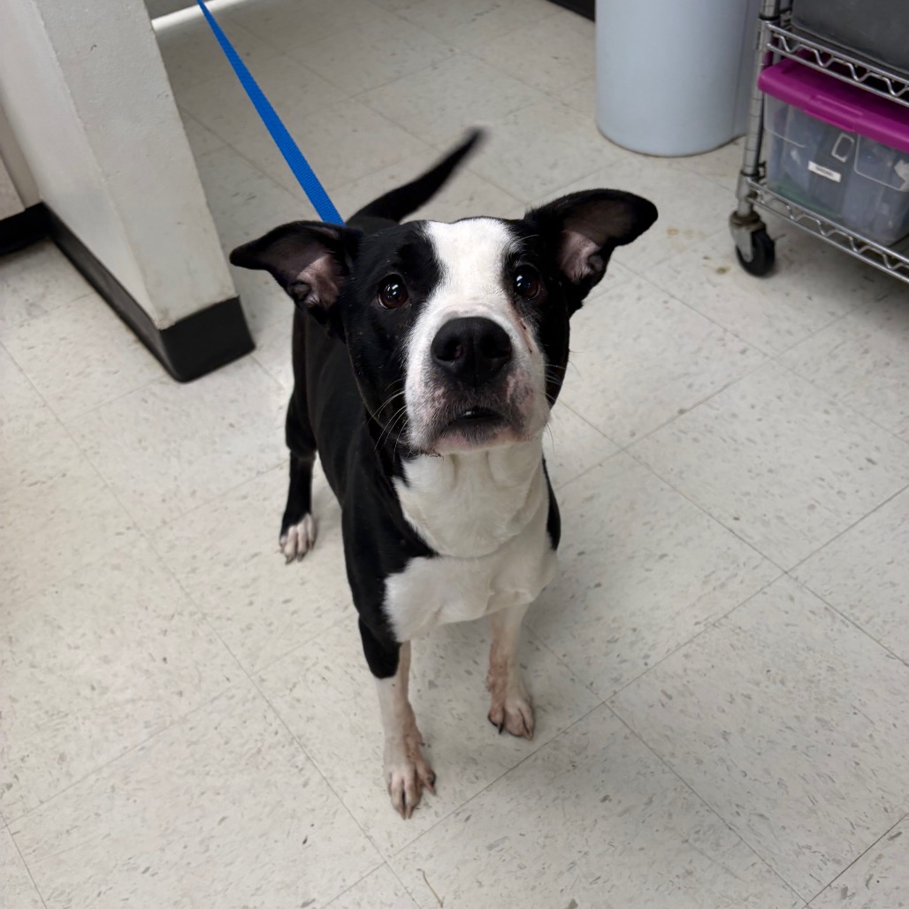 Athena — thumbnail 2