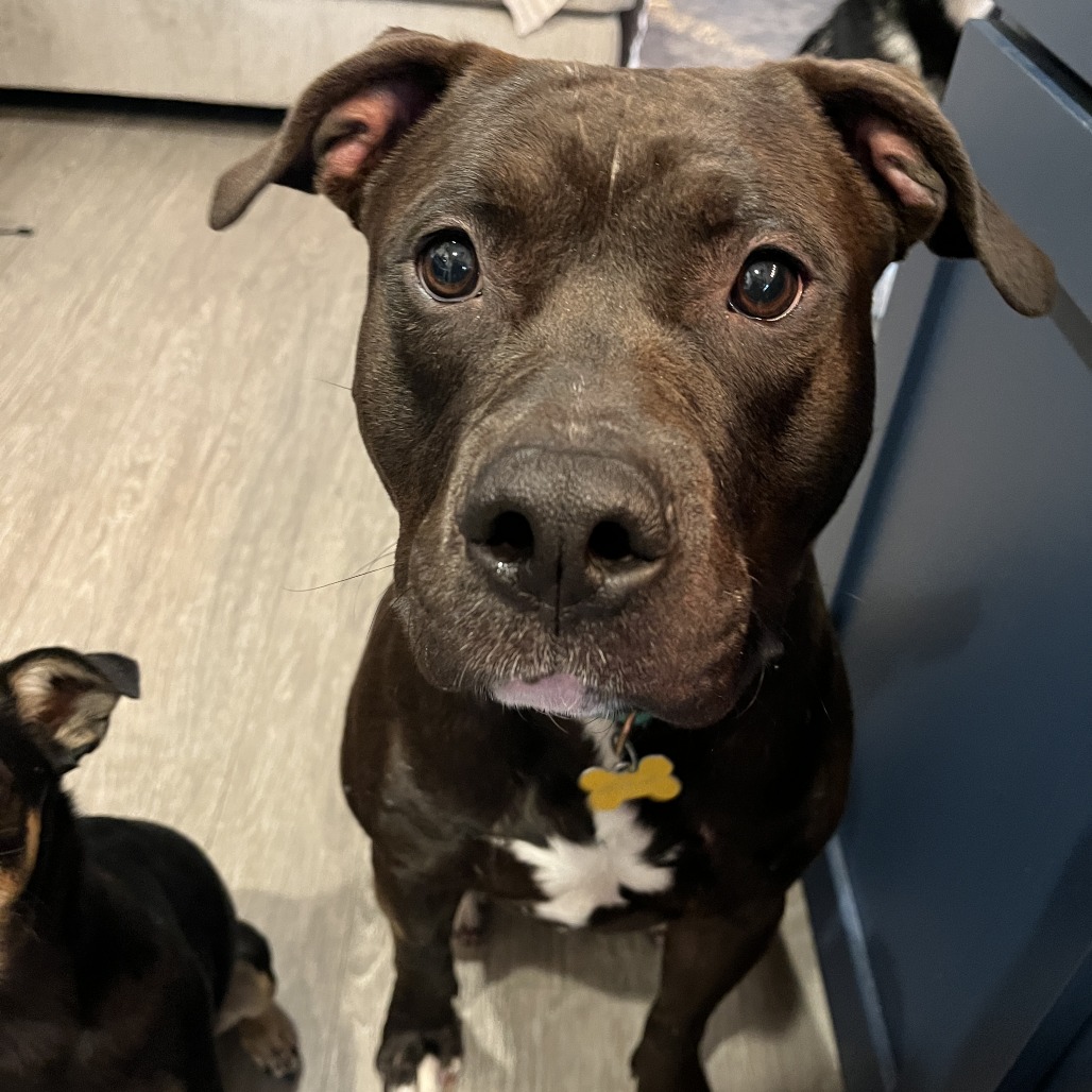 Creed--In Foster***ADOPTION PENDING***, photo 19