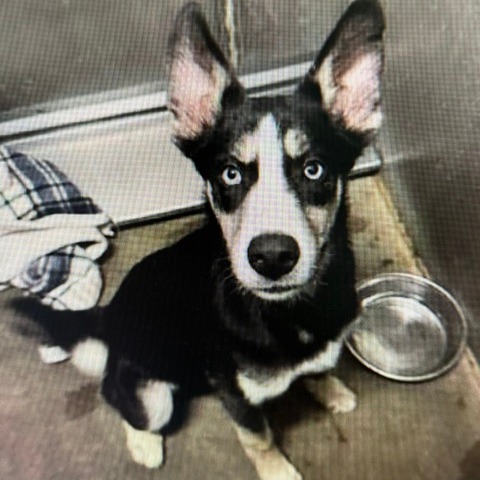 Siberian Husky