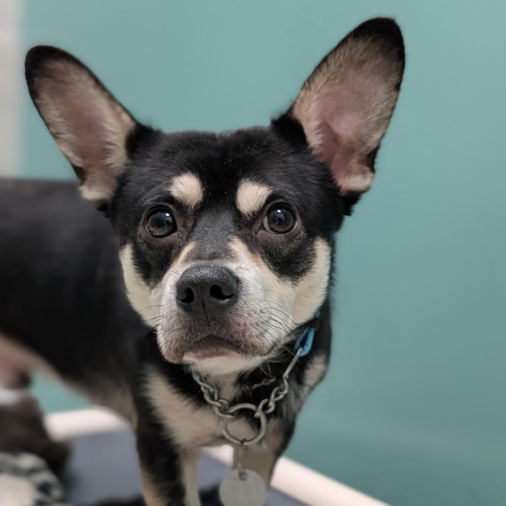 GEORGE - Chihuahua, Short Coat / Mixed Breed (Small) available for adoption