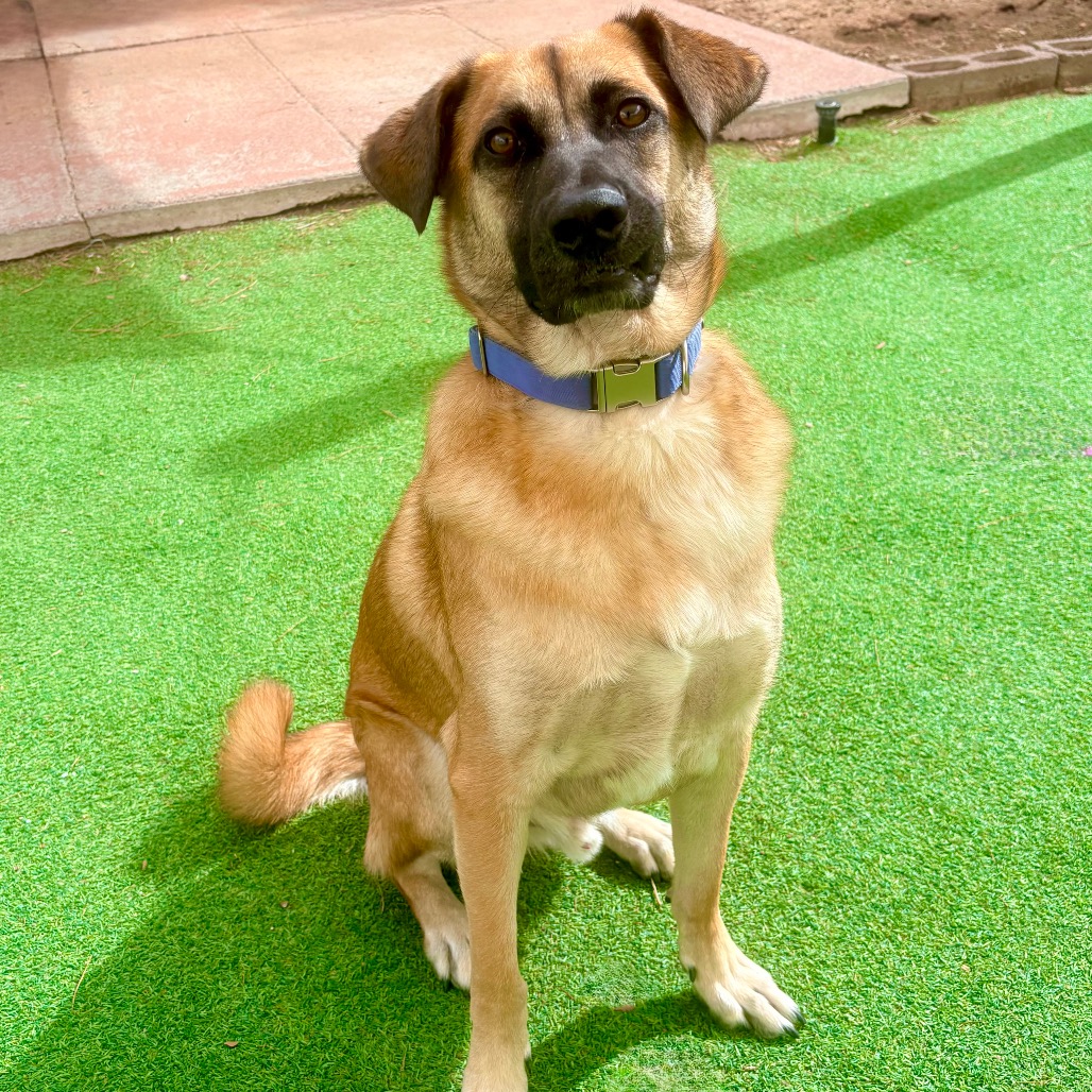 BUTTERS - PAWS - Shepherd, Belgian Malinois / Mixed Breed (Large) available for adoption