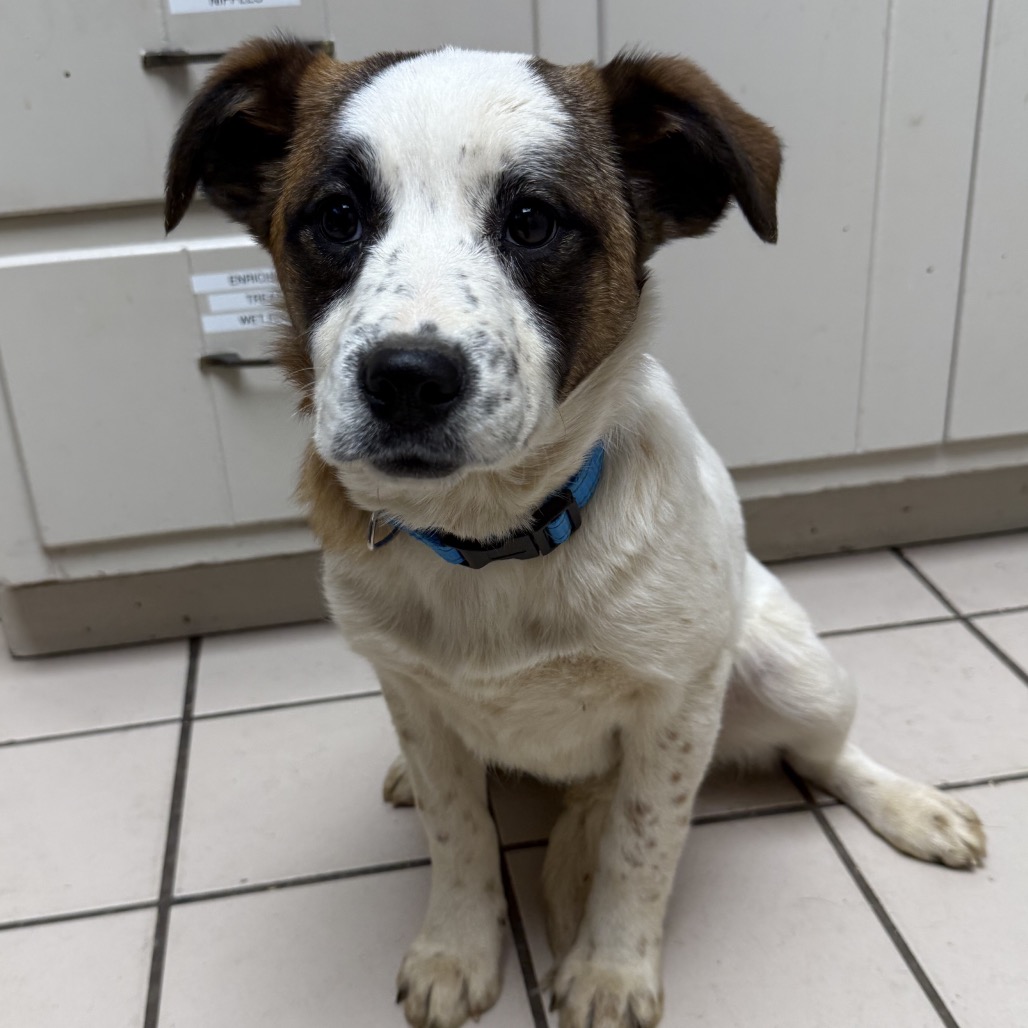 Tusc Stray 83381 2 3 4