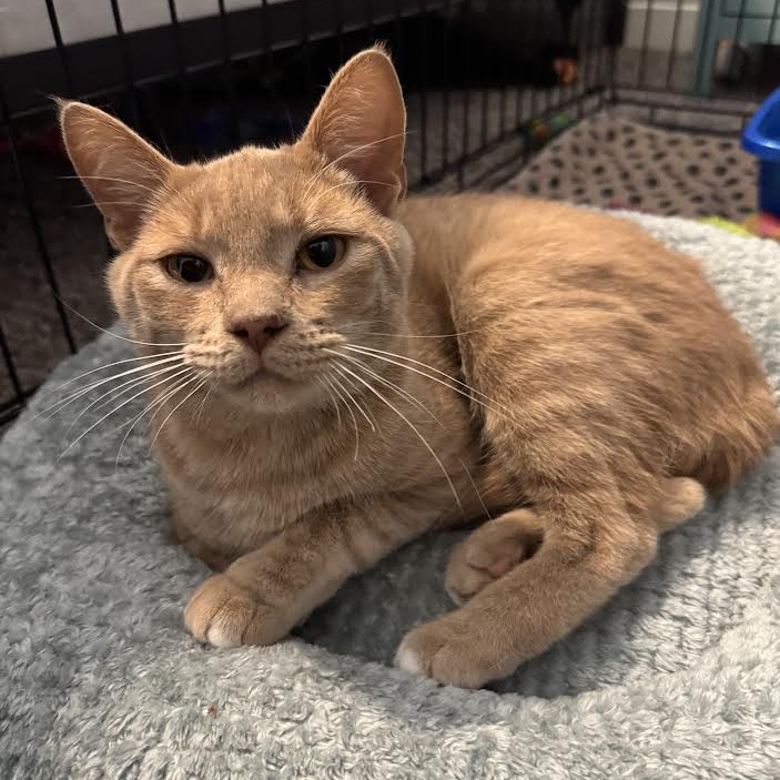 OWEN- AT PETSMART MADISON EAST - Domestic Shorthair for adoption in Madison