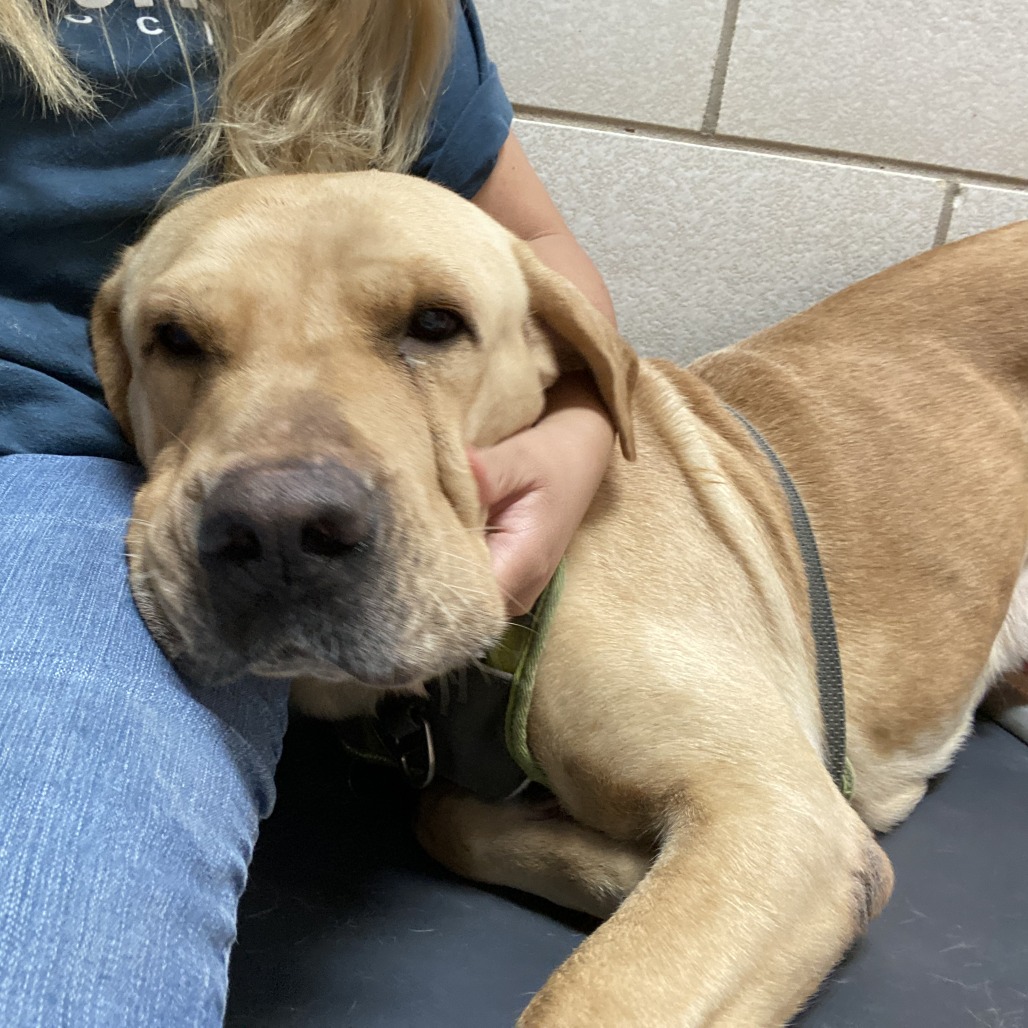 ROOKIE - Retriever / Yellow Labrador available for adoption