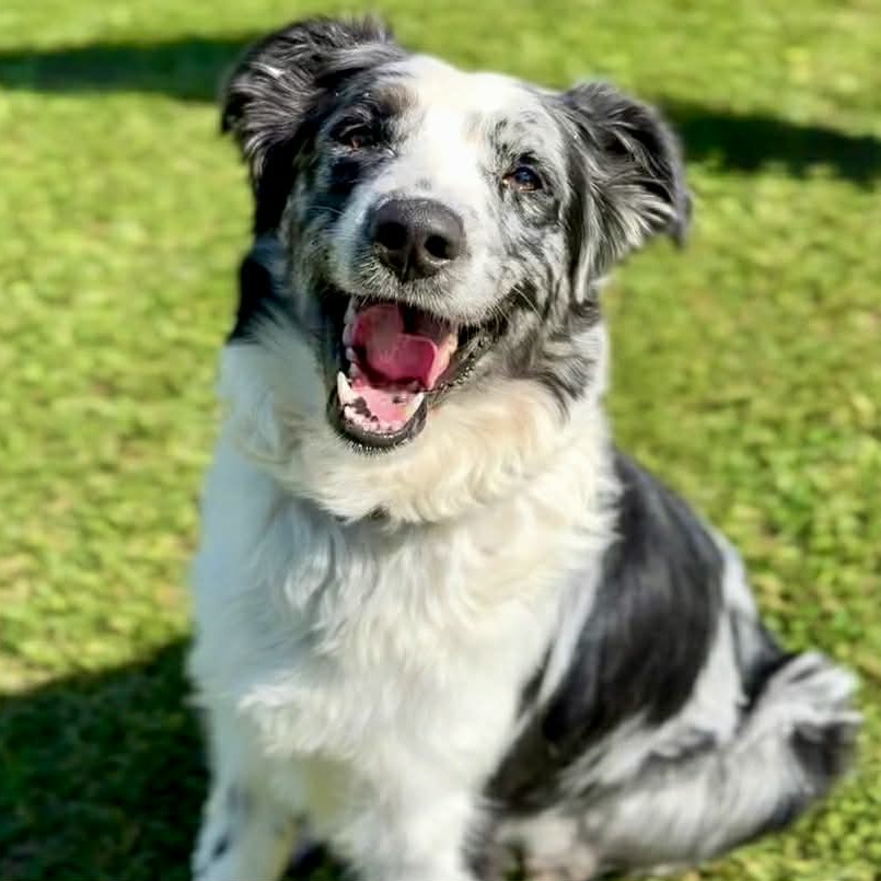 GOOSE - Shepherd, Australian / Mixed Breed (Medium) available for adoption