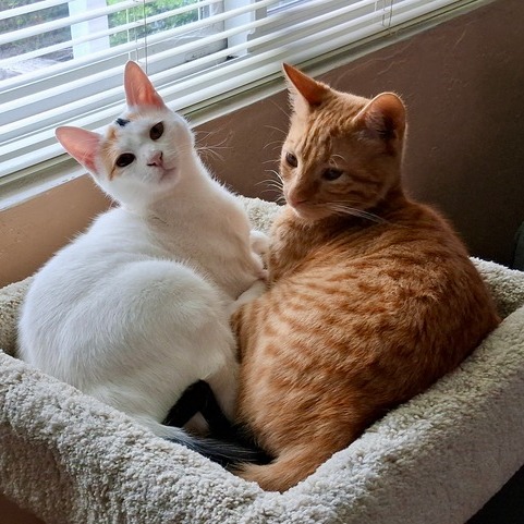 Animal namedMarshmellow