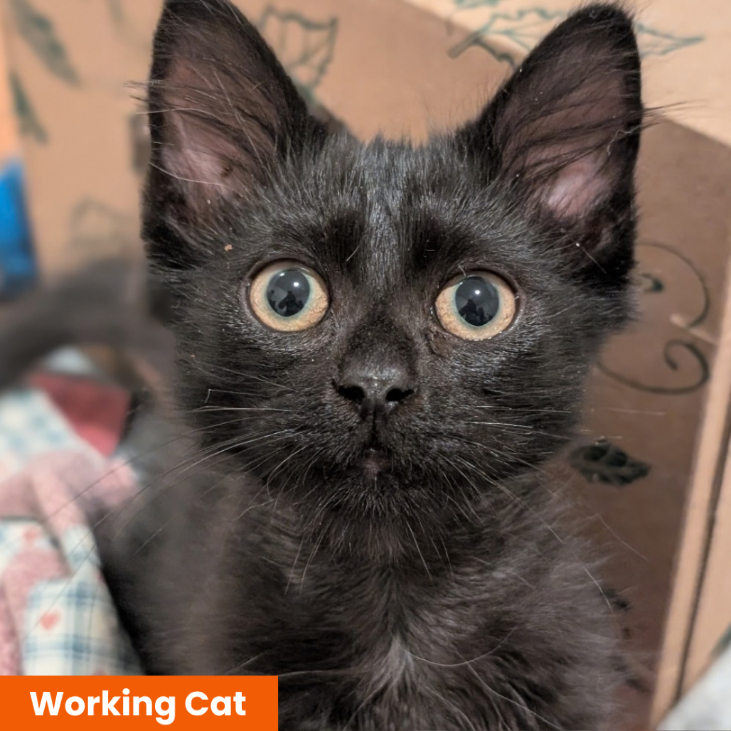 PETER PAN- WORKING CAT - Domestic Medium Hair available for adoption