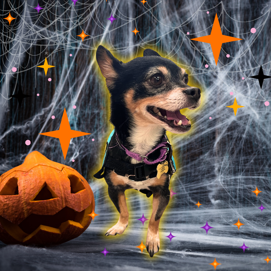 Chihuahua