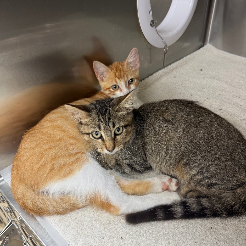 RAIN - Domestic Shorthair available for adoption