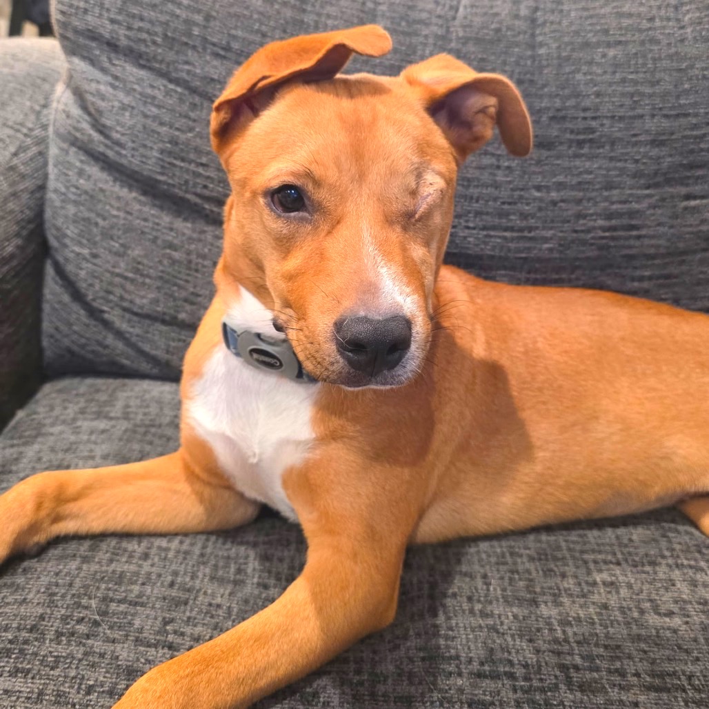 BAILEY - Terrier / Shepherd available for adoption