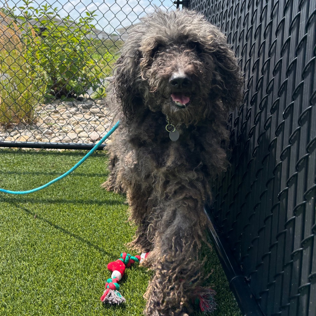 BAXTER - Poodle / Standard available for adoption