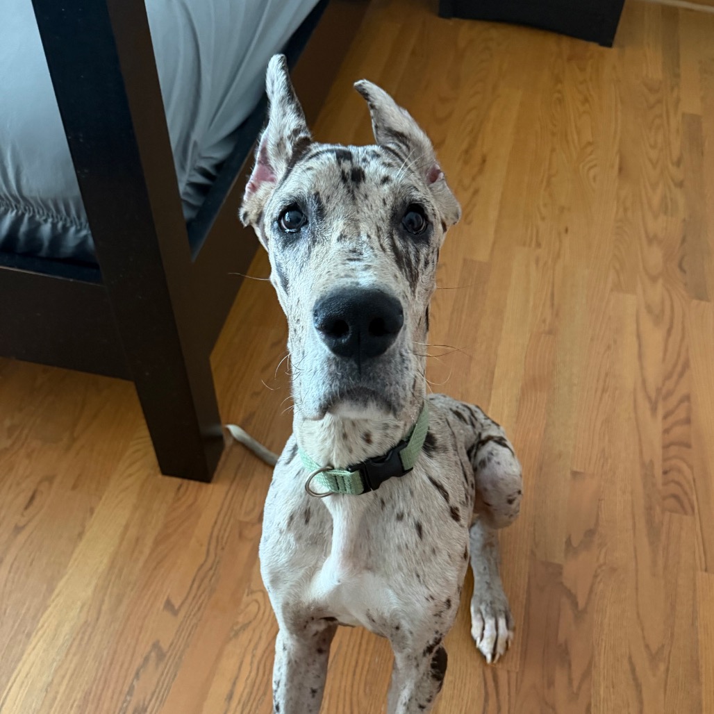 Bennie
