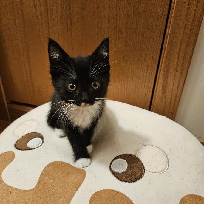TRACY - Domestic Shorthair available for adoption