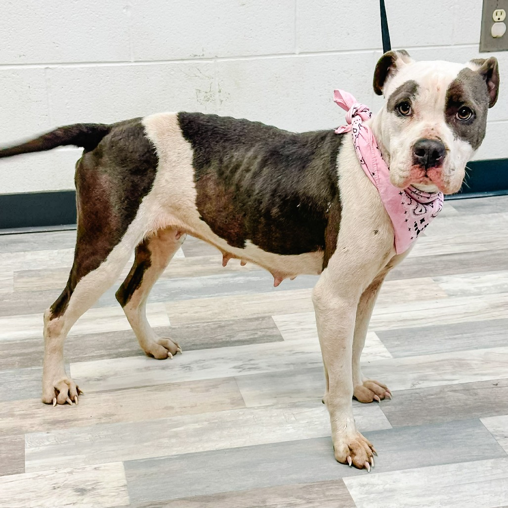 Amelia — thumbnail 7