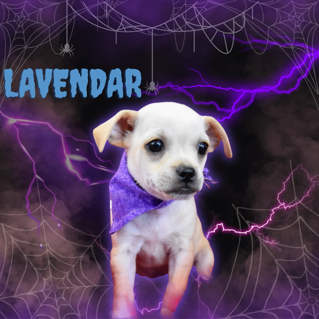 Lavender