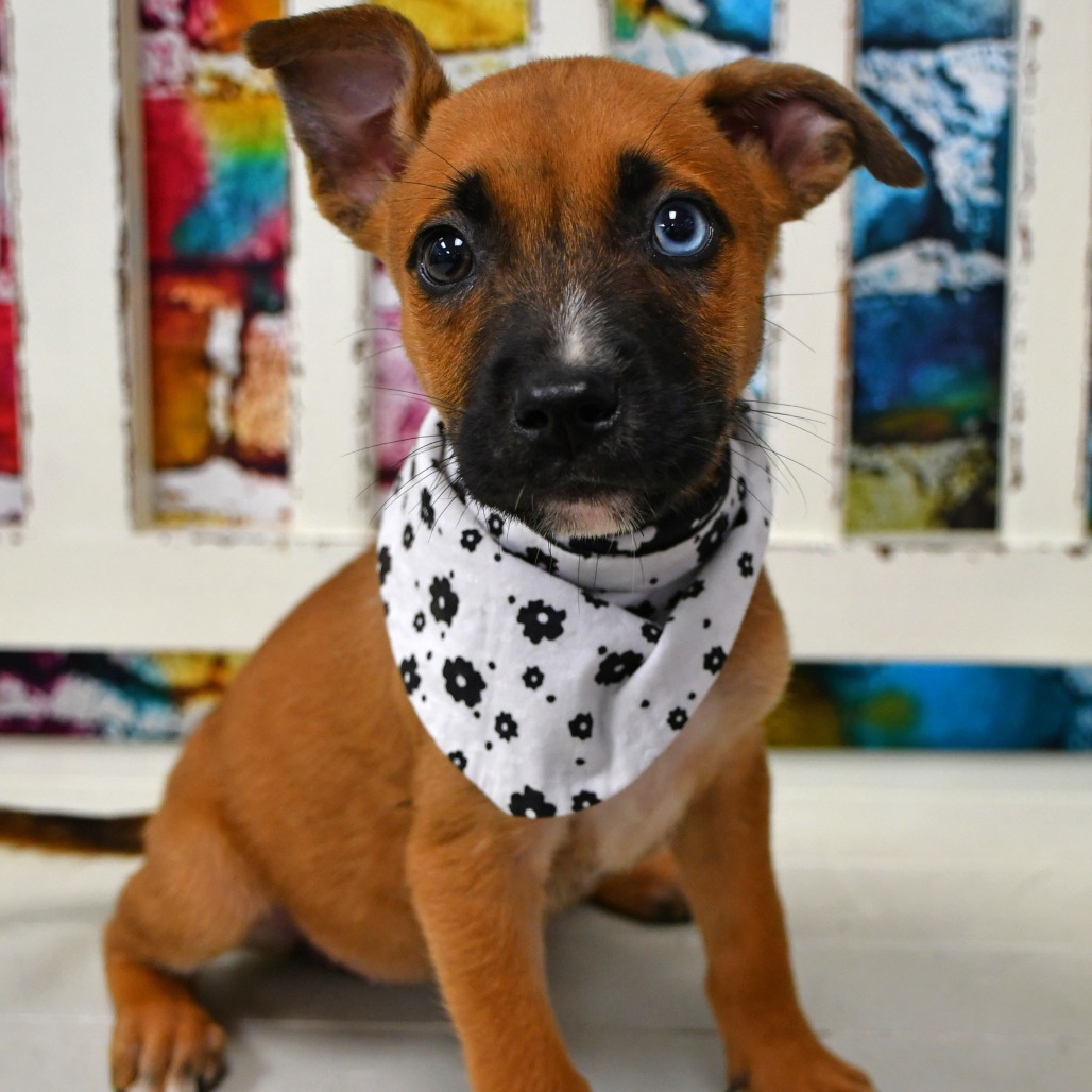 LADY - Black Mouth Cur / Husky available for adoption