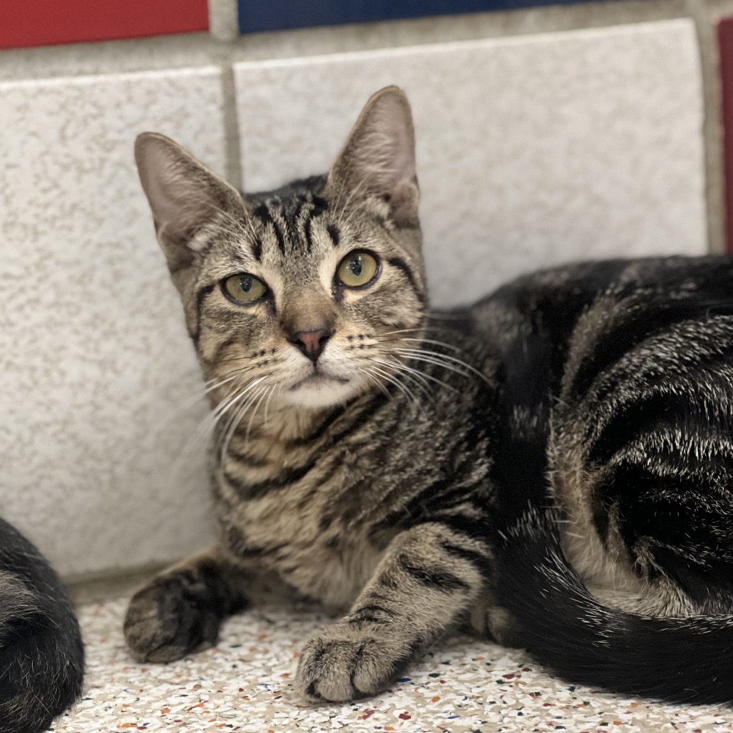 DR. JUMBA (663652) - Domestic Shorthair available for adoption