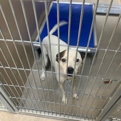 Kennel#29(Snoopy)'s preview photo