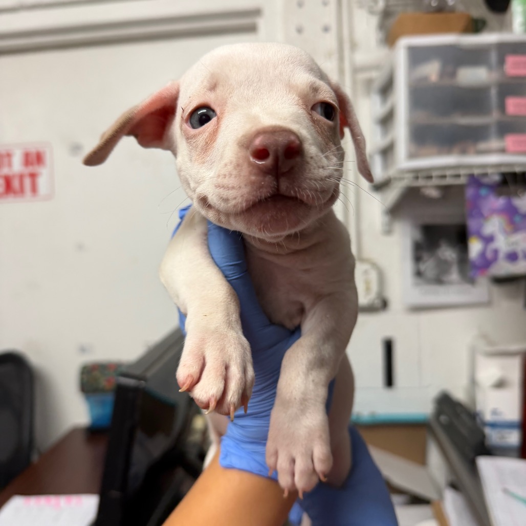 Coconut, available for adoption at PVAS