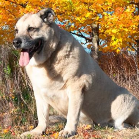 Chonkers — thumbnail 3