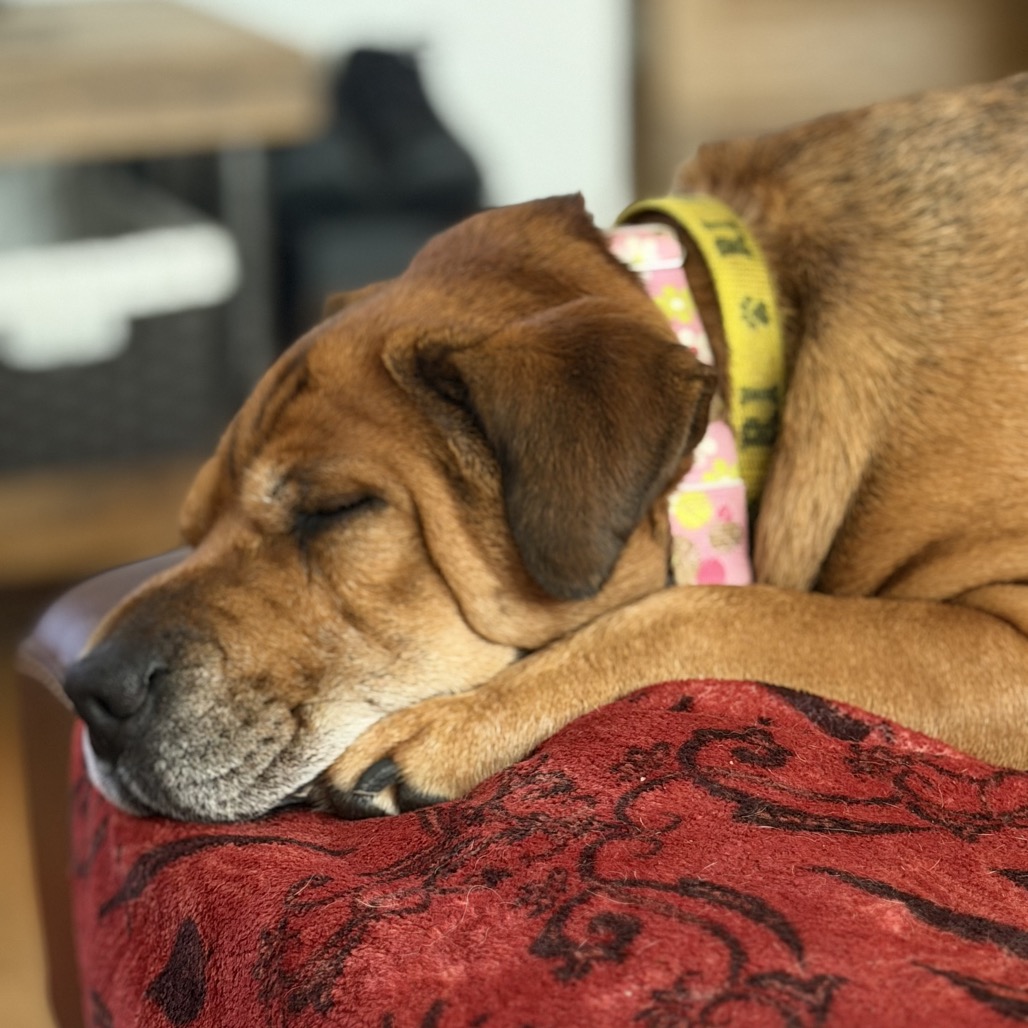 Zoey, photo 39