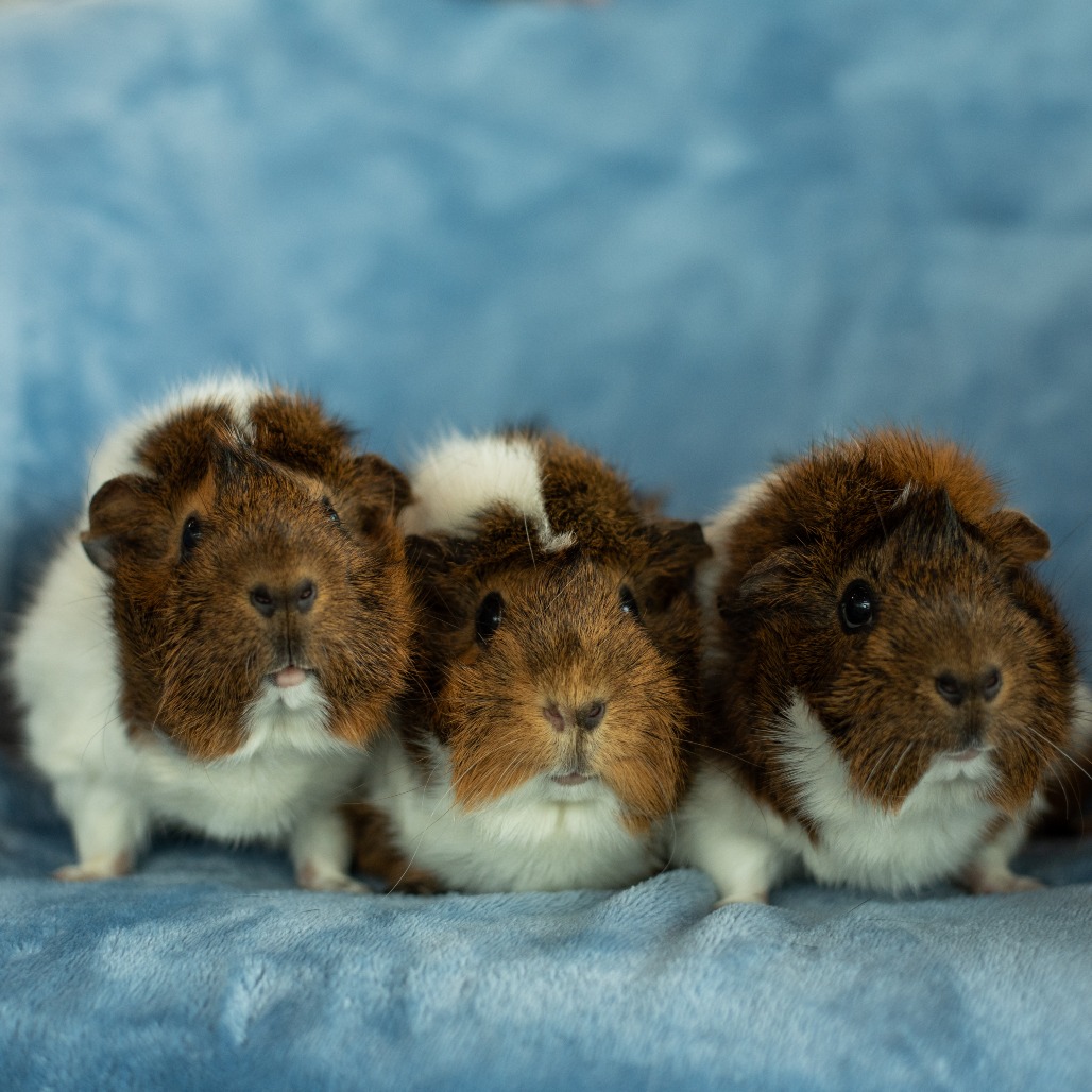 TESSA - Abyssinian available for adoption