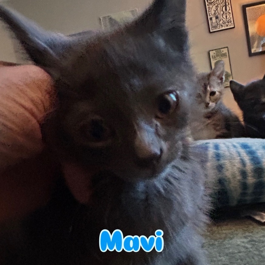 Mavi