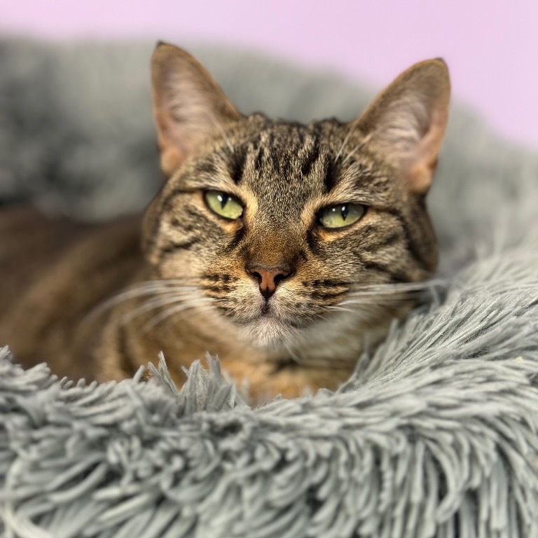 Photo of Harper playing