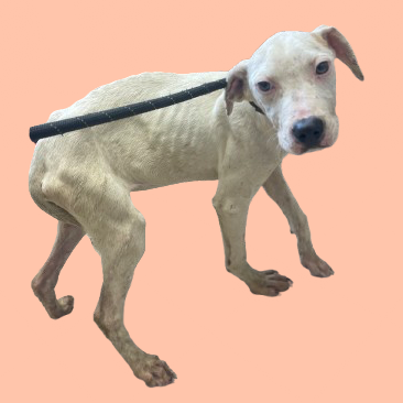 Tusc Stray 82126