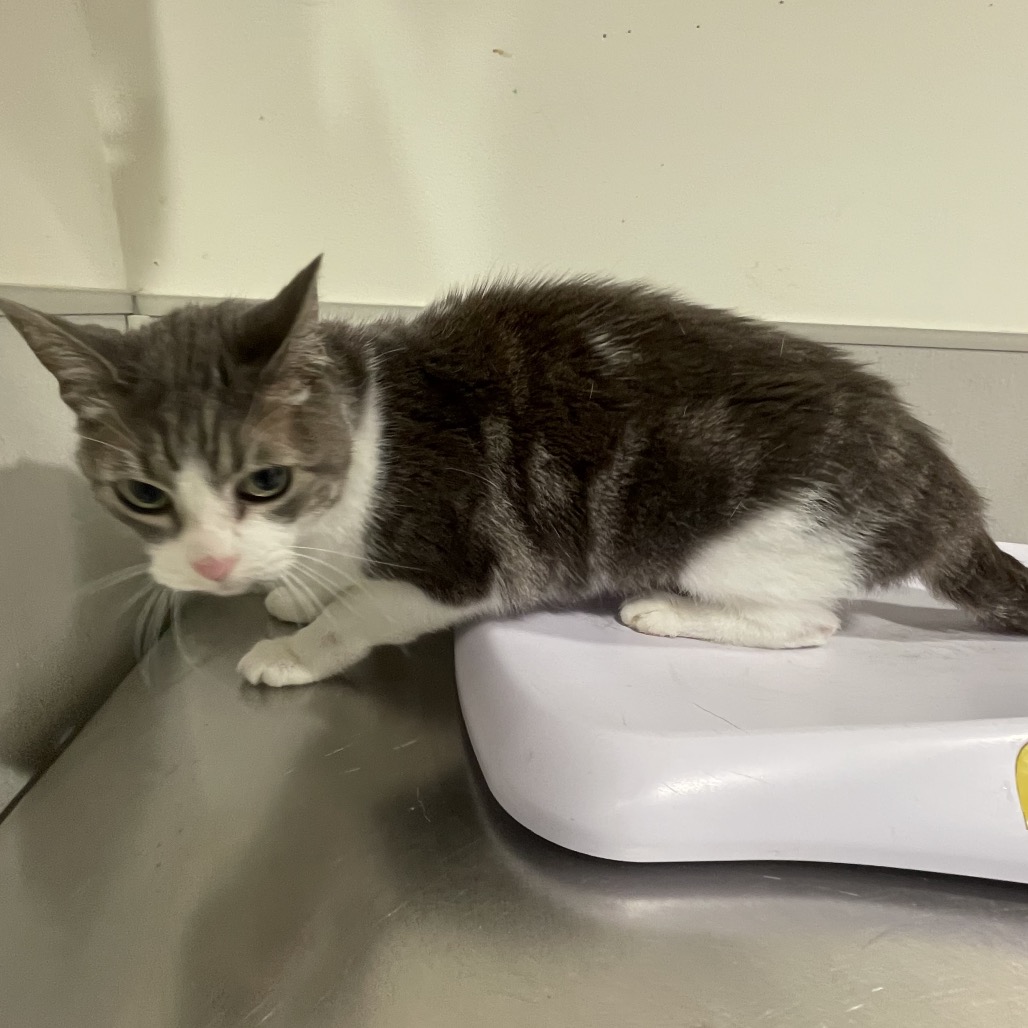 Cece — thumbnail 2