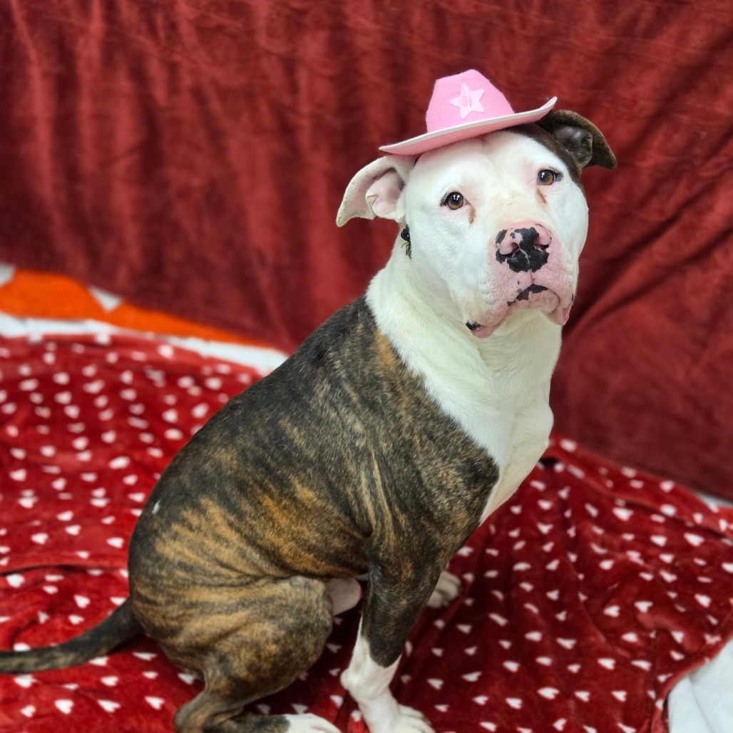 Honey Bun — thumbnail 3