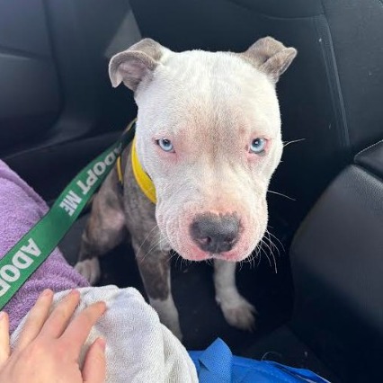 Rishu — thumbnail 3