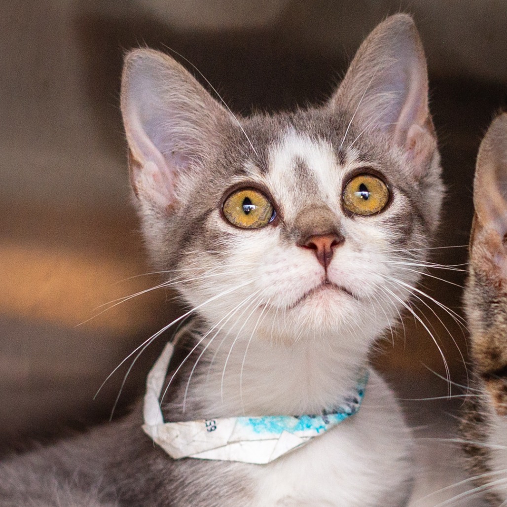 UPTON - Domestic Shorthair for adoption in Hattiesburg