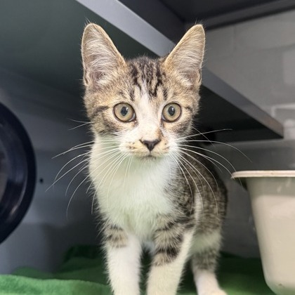 CRAYON - Domestic Shorthair available for adoption