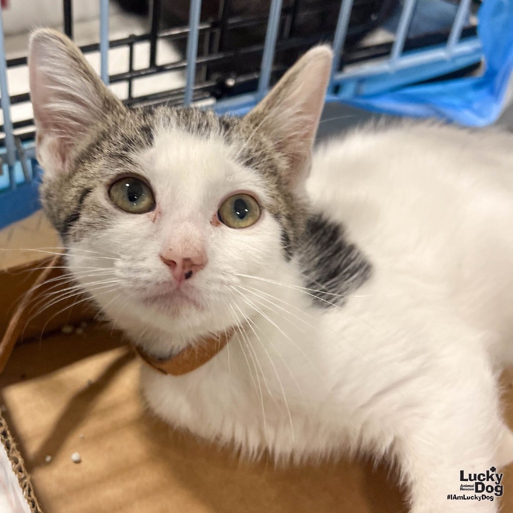 VINNIE - Domestic Shorthair available for adoption