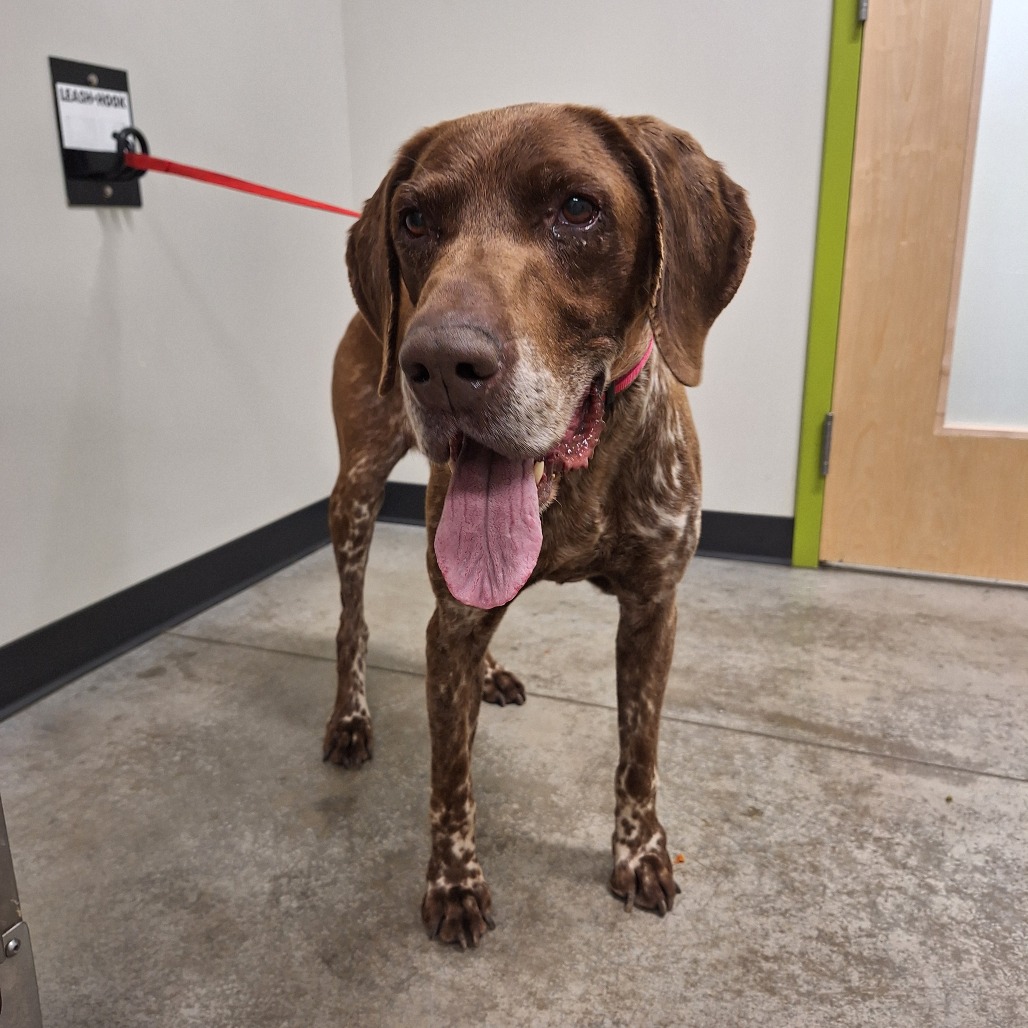 STRAY DOG "Gunner", additional photo