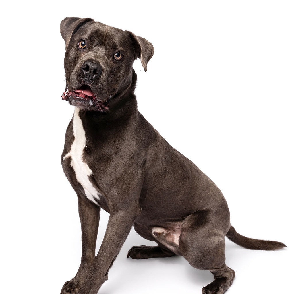 HOLLYWOOD - Weimaraner / Retriever, Labrador available for adoption