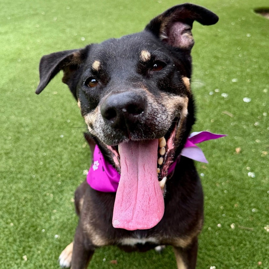 SUKI - Shepherd, German / Mix available for adoption