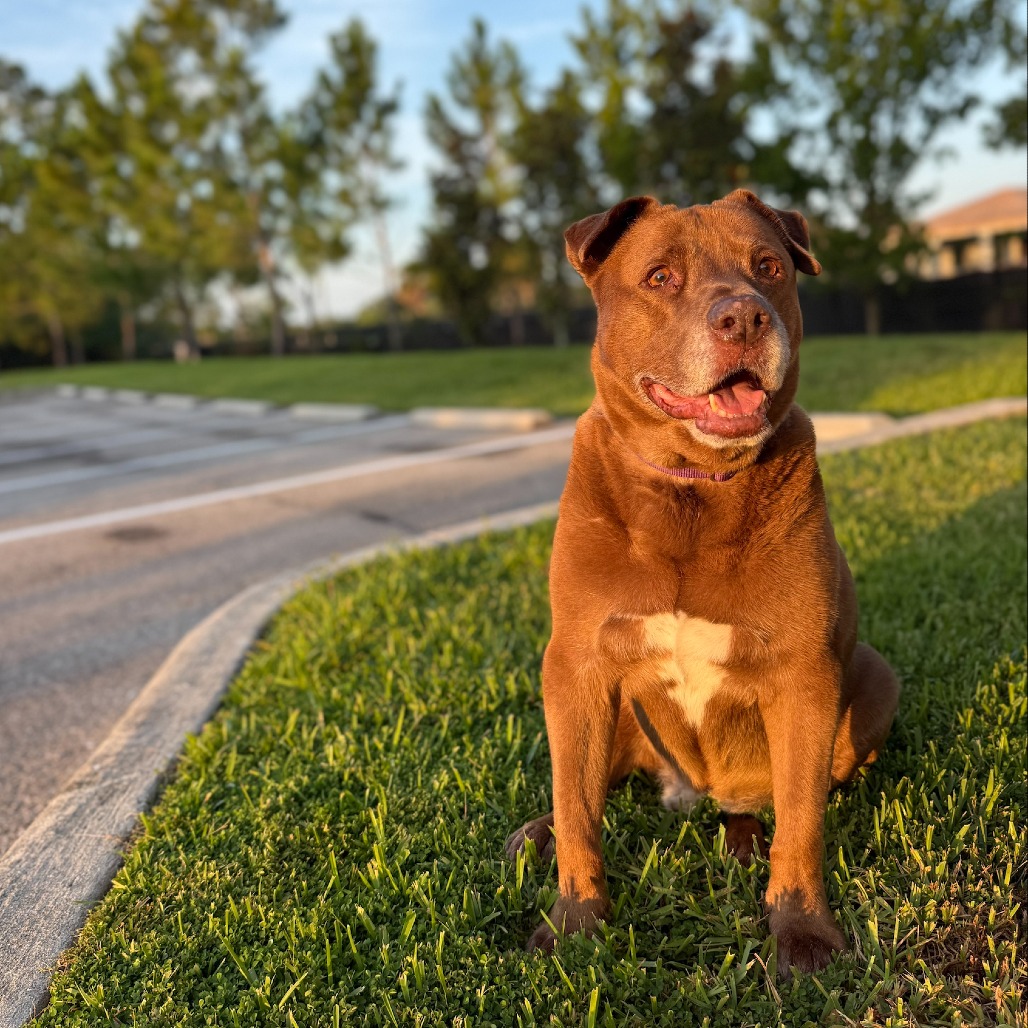 Brownie, photo 7