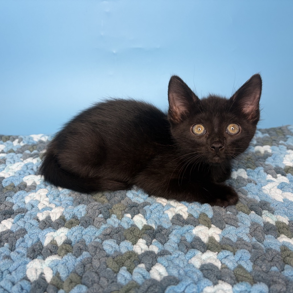 ANNIE - Domestic Shorthair available for adoption