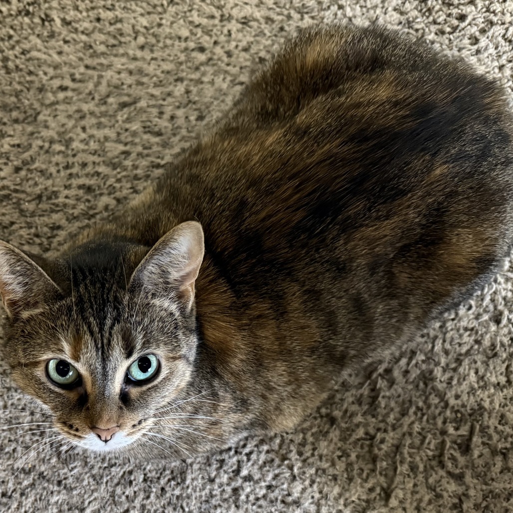 Kitkat, an adoptable cat