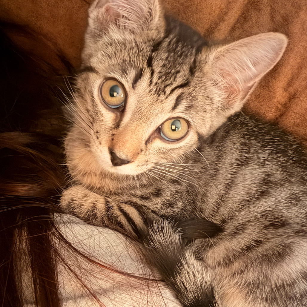 TARRAGON - Domestic Shorthair available for adoption