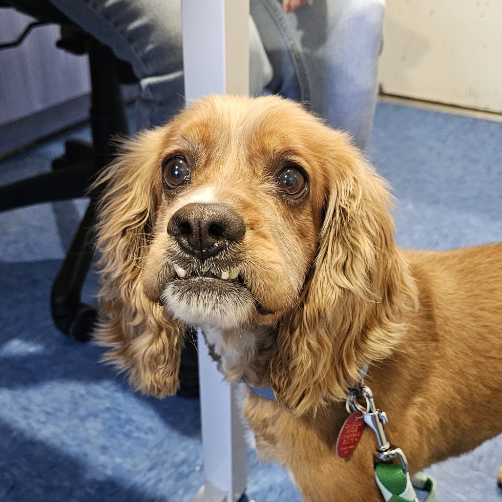 Lucky Lou **STRAY HOLD - NOT AVAILABLE**