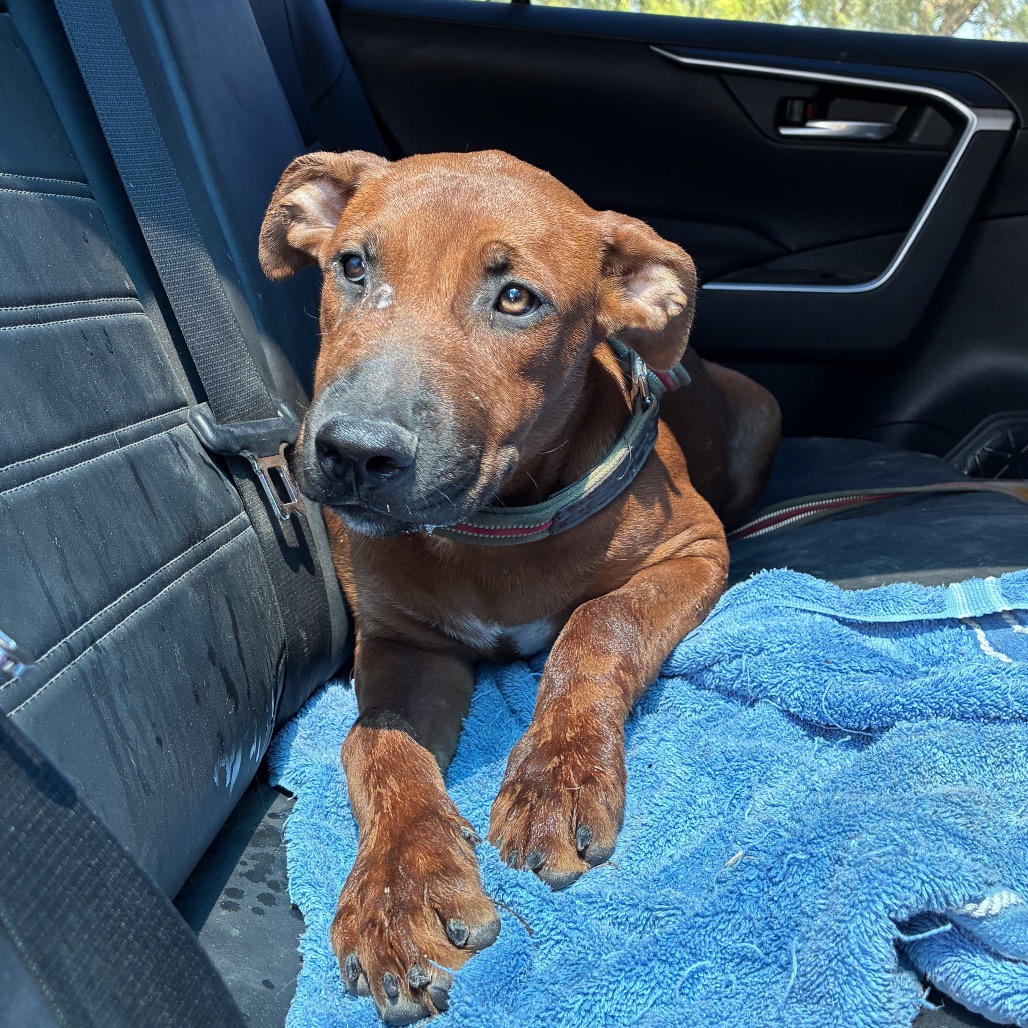 MANDY - Terrier, American Pit Bull / Mixed Breed (Large) available for adoption