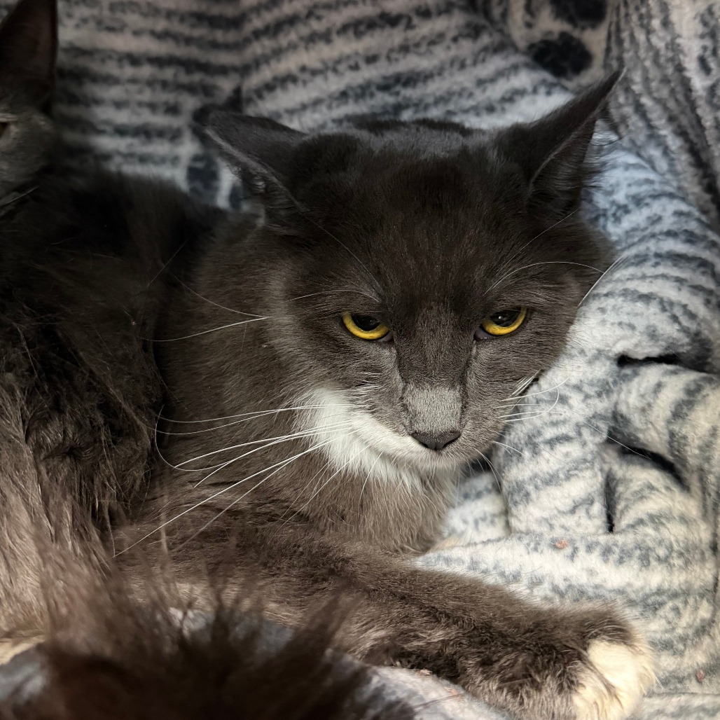 MINNIE - Domestic Medium Hair available for adoption