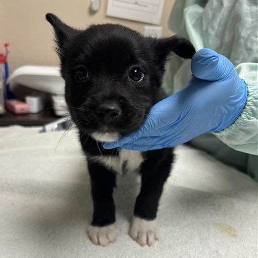 CHICHARRONES - Mixed Breed (Medium) / Mixed Breed (Small) available for adoption